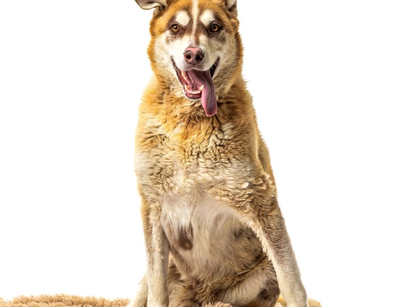 Nevada Humane Society, Carson City’s Pet of the Week: Luke