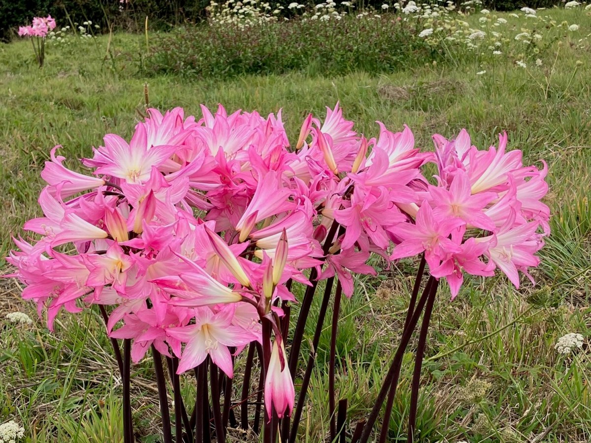 Northern Nevada gardens: Let’s talk about ‘naked lady’ flowers, a relative of daffodils