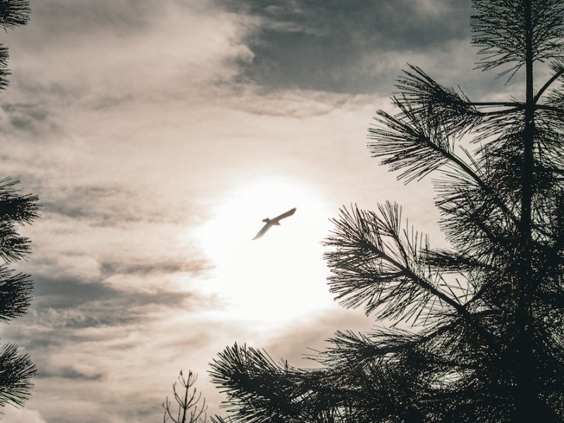 Inaugural Bird Fest coming to Washoe Lake State Park
