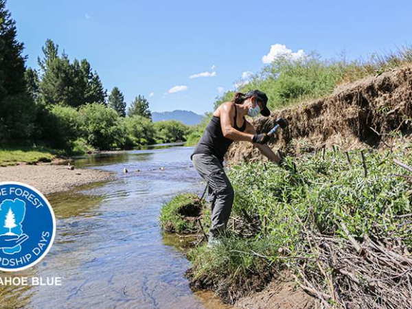 Volunteers invited to help restore a meadow for Tahoe Forest Stewardship Day on September 26