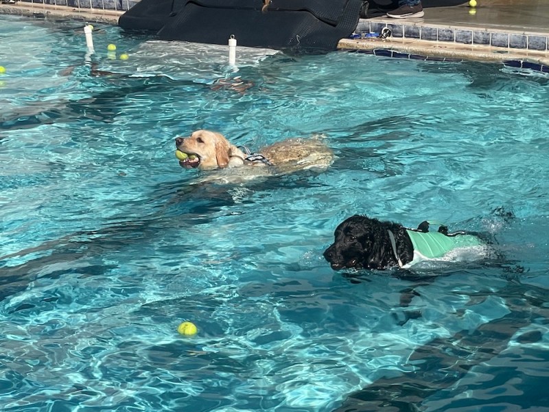 Dogs celebrate last splashes of summer at Carson Aquatic Facility during annual Pooch Plunge