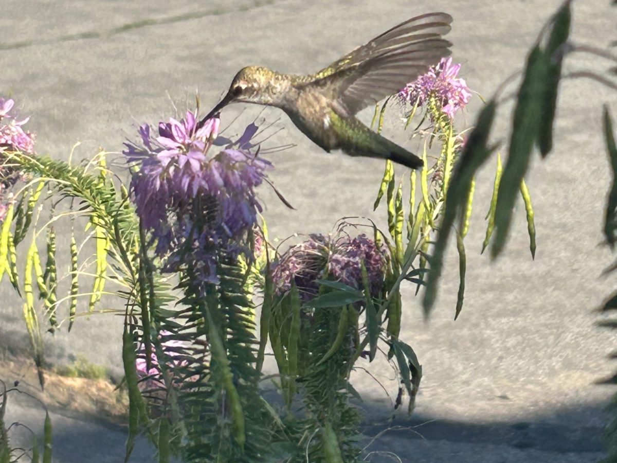 Reader Photo: Hummingbird hovers to find sweet nectar treats