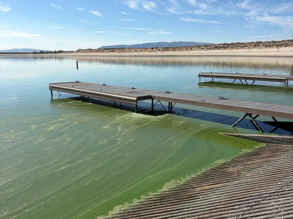 No swimming in Lahontan due to Toxic Algae for time being