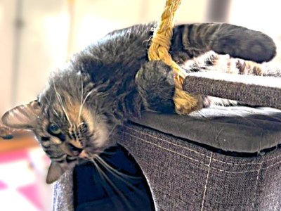 Carson City’s Catmandu introduces Sofia: A little survivor who deserves her ‘happily ever-after’ home