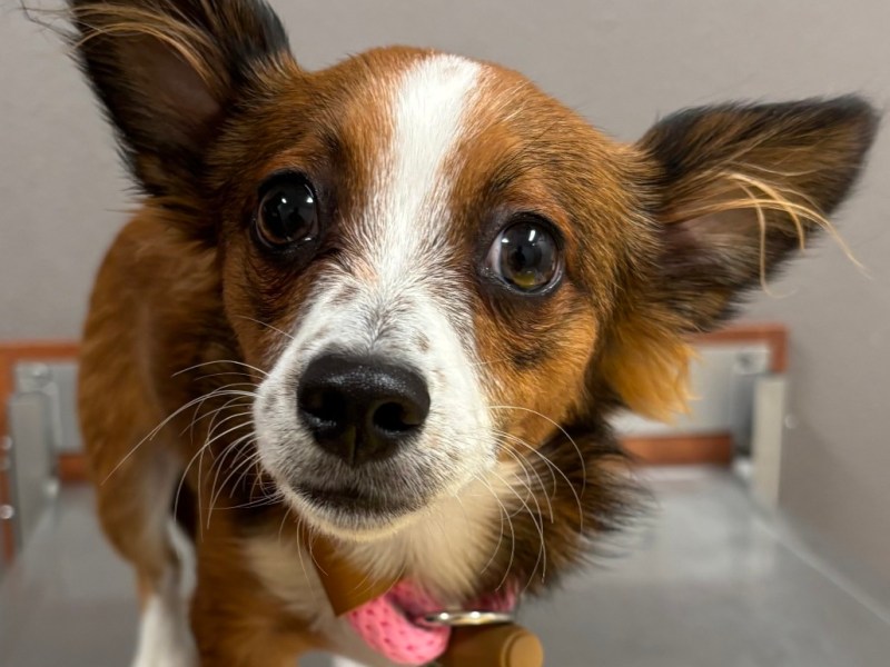 Nevada Humane Society, Carson City’s Pet of the Week: Caspion