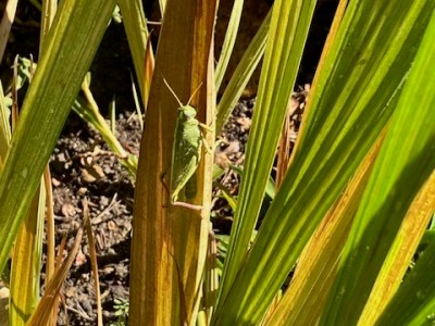Northern Nevada backyards and gardens: Battle with the green monster