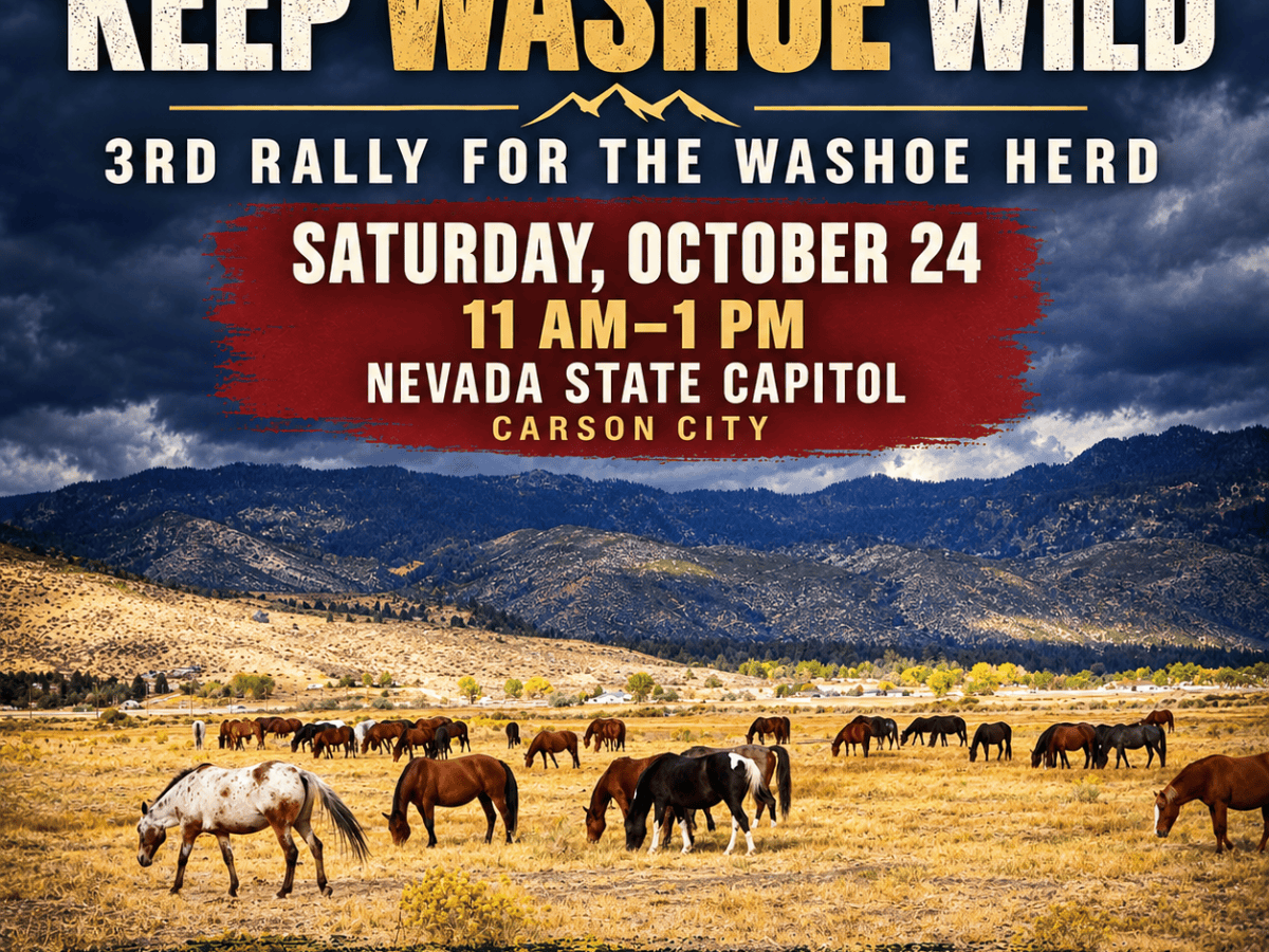 ‘Keep Washoe Wild’ wild horse rally happening Saturday at the Nevada State Capitol