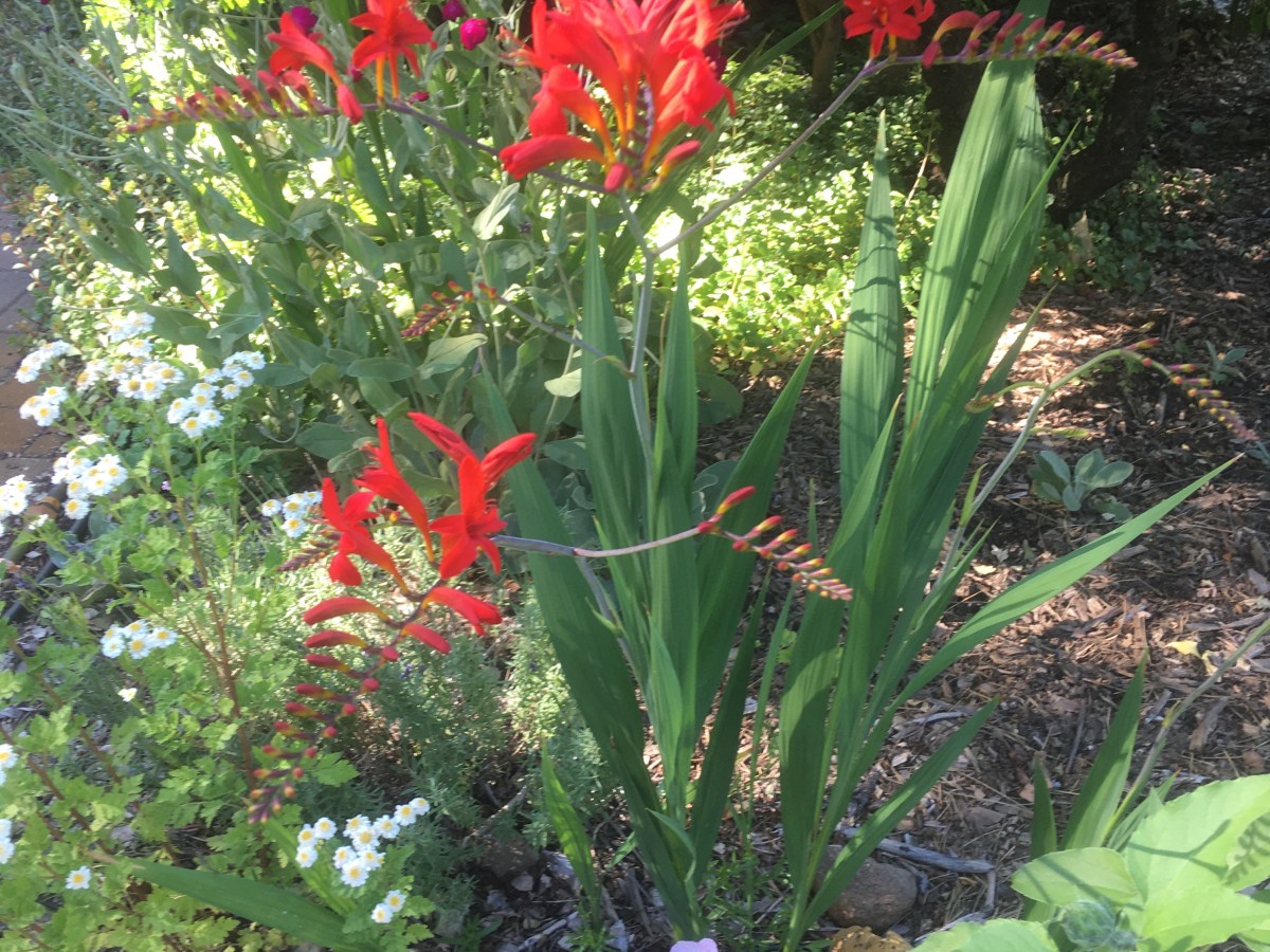 Northern Nevada gardens: Fall goal to transplant iris for more sunlight