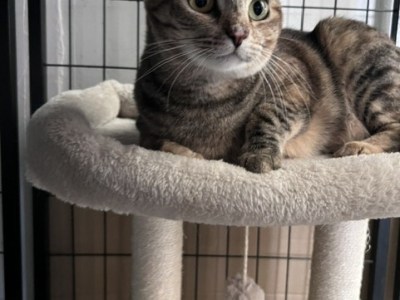 Catmandu’s Cat of the Week: Darling Daphne