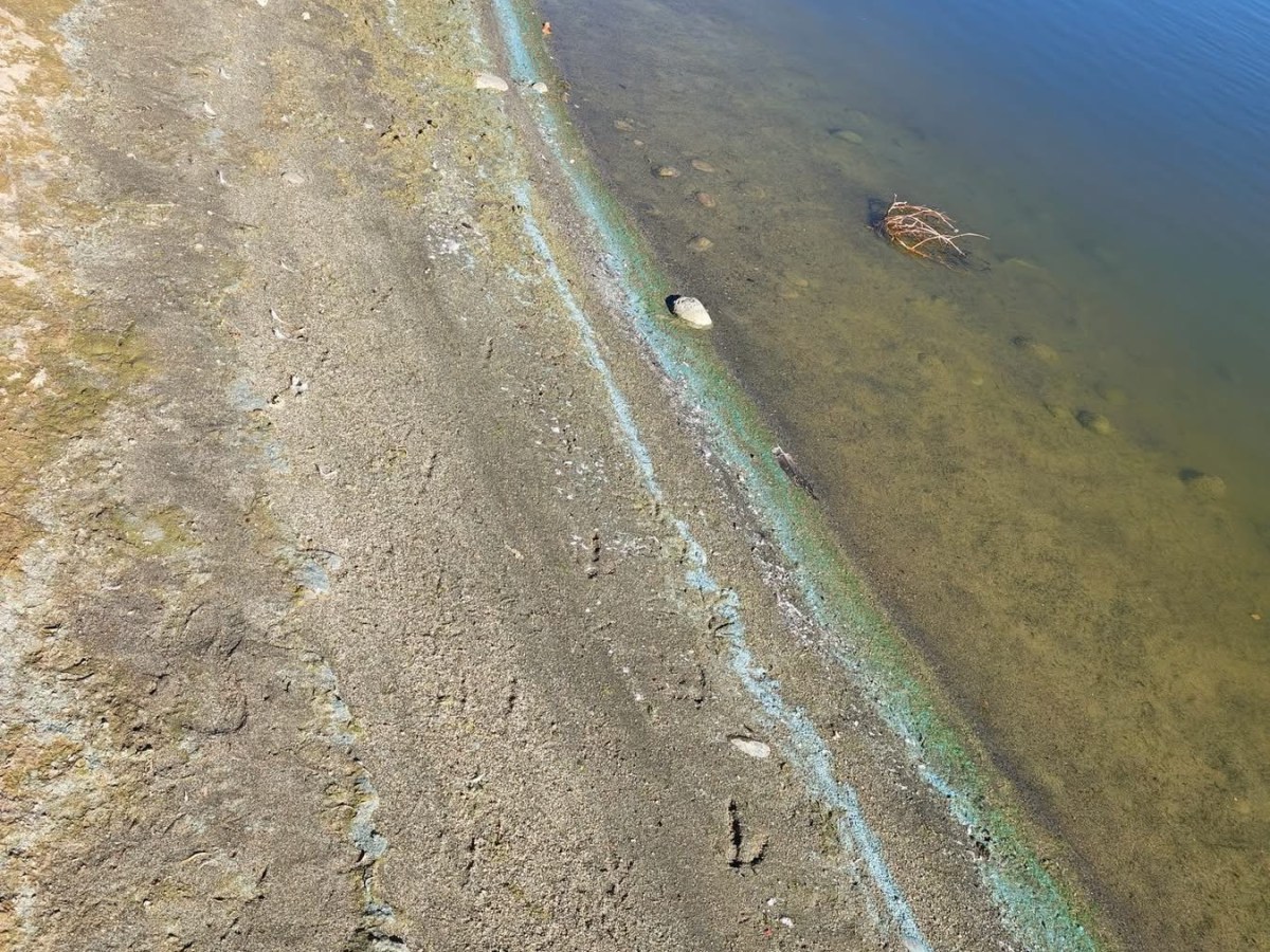 Public Notice: Possible Harmful Algae Bloom Advisory for Mountain View Pond