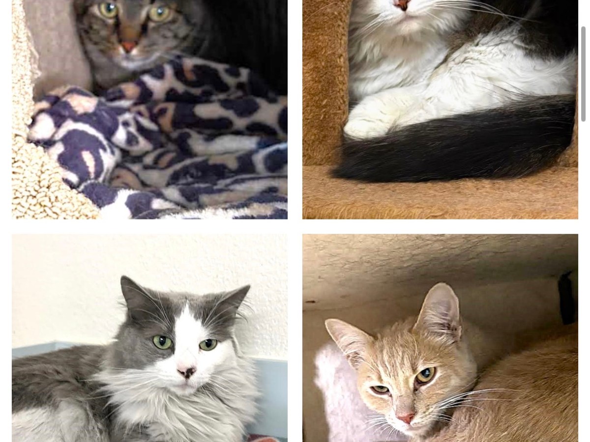 Tragic Fire Leaves Family and Pets Homeless: Catmandu introduces Mufasa, Dom, Mia and Lilo as Cats of the Week