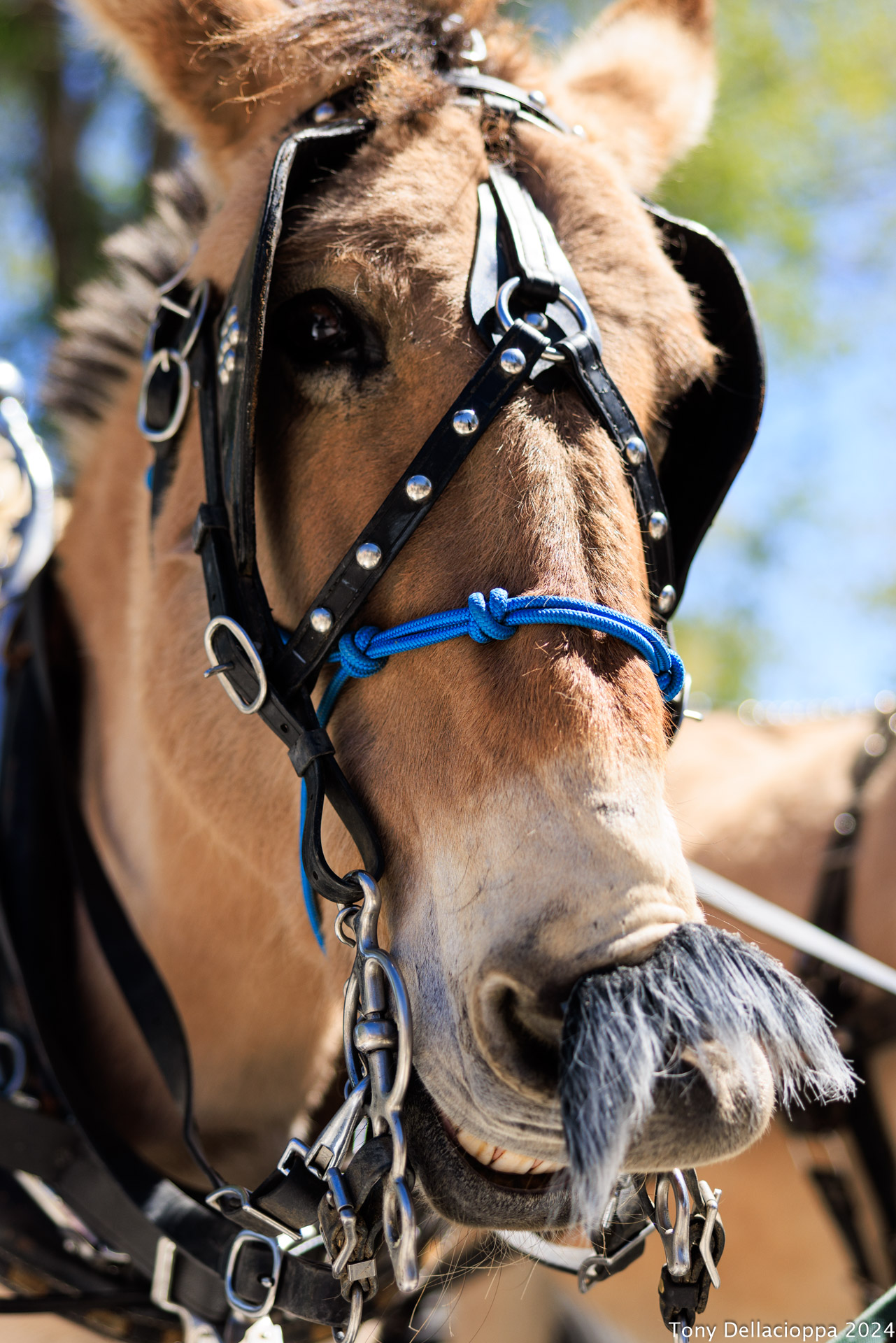 Mark Twain Days – Wagon Rides Supporting Silver Saddle Ranch – FREE – McFadden Plaza