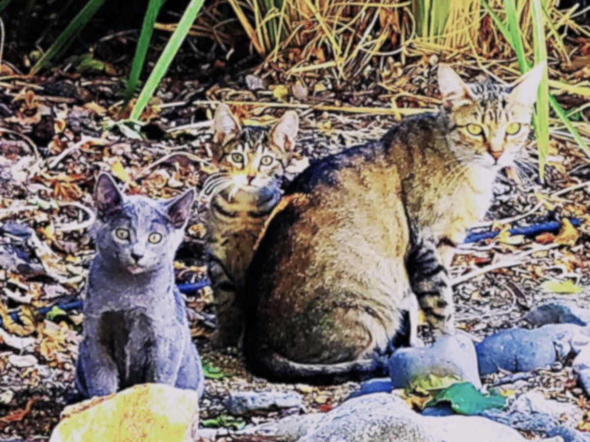Catmandu’s Cat of the Week: Open Your Heart to Vivi